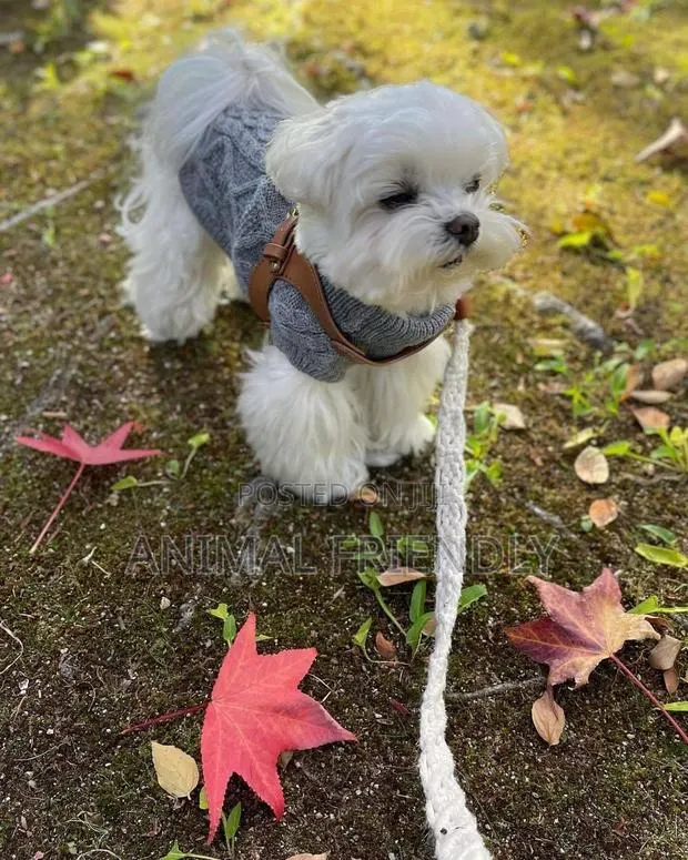 1-3 months Male Purebred Maltese · Photo 1