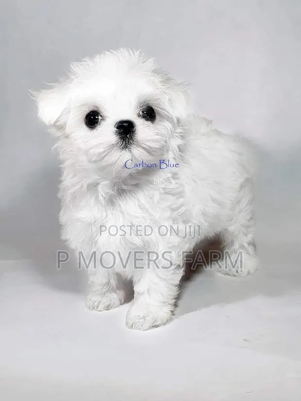 1-3 months Male Purebred Maltese · Photo 1