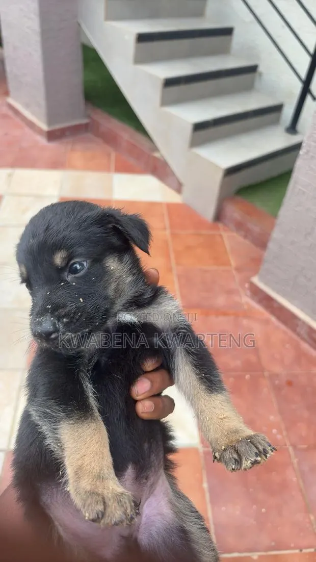 1-3 months Male Purebred German Shepherd · Photo 1