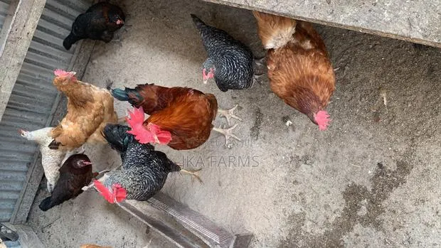 Organic Chickens for Sale · Photo 1