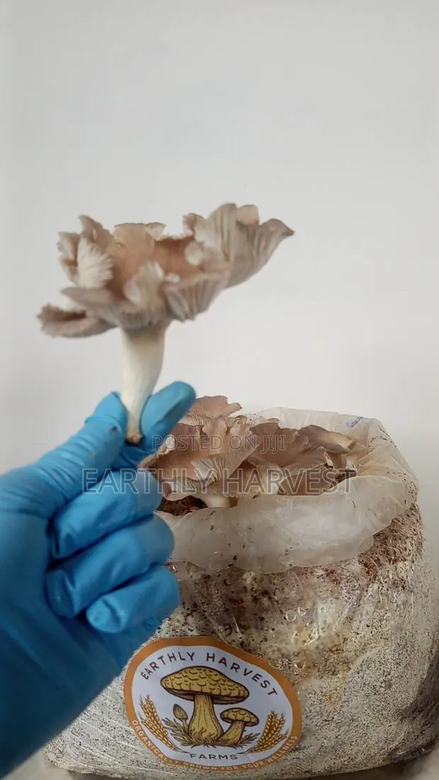 Mushroom Fruiting Bags · Photo 1