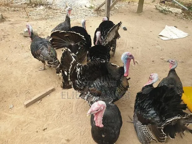 Local Turkeys for Sale · Photo 1