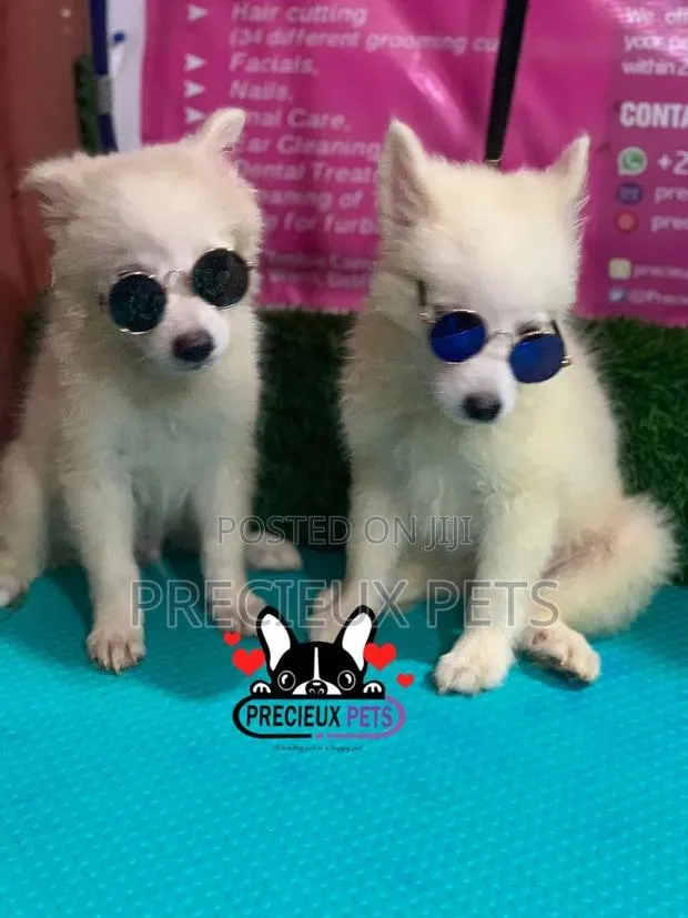 1-3 Months Male Purebred Japanese Spitz · Photo 1