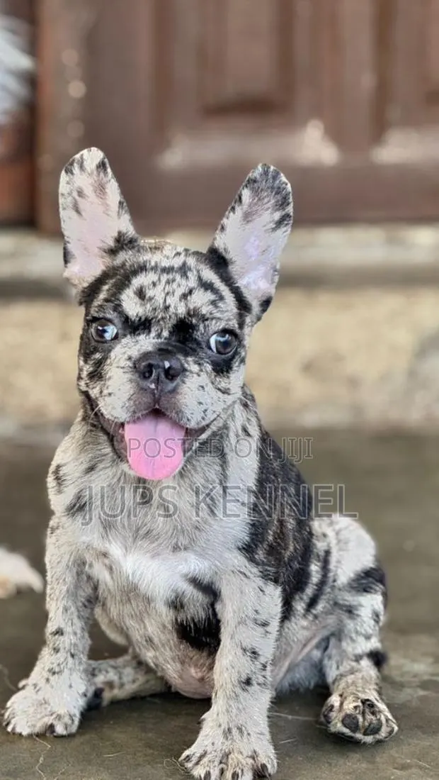 1-3 months Female Purebred French Bulldog · Photo 1