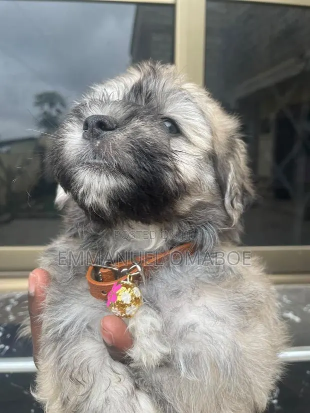 3-6 months Male Purebred Poodle · Photo 1