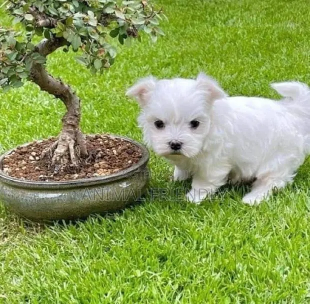 1-3 months Male Purebred Poodle · Photo 1