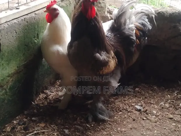 Brahma Chicken (Pure Breed) · Photo 1