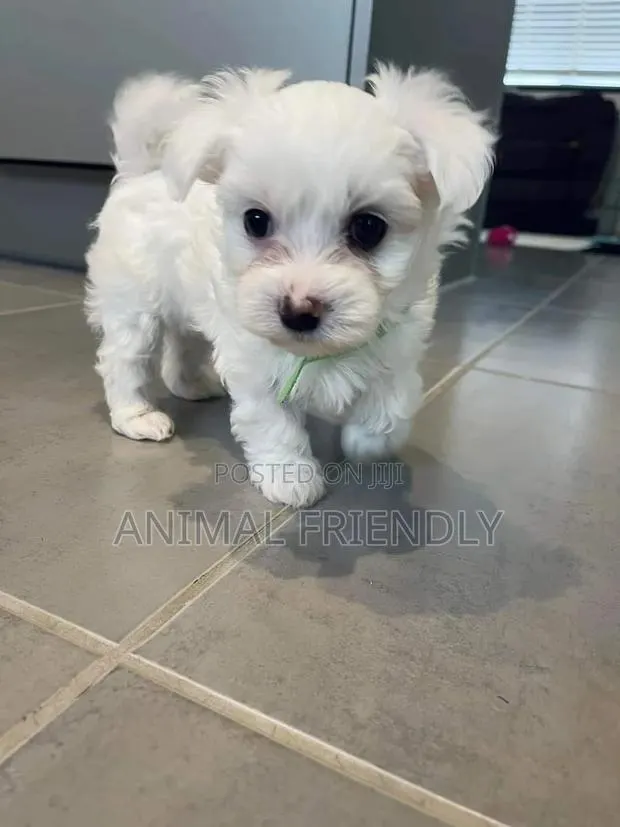 1-3 months Female Purebred Poodle · Photo 1