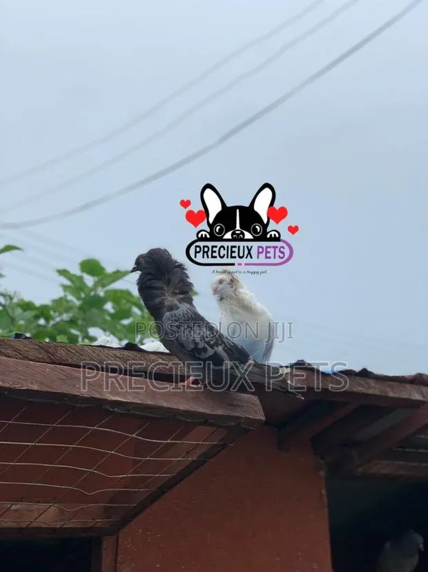 1 Pair of Mixed Colored Jacobin Pigeons · Photo 1
