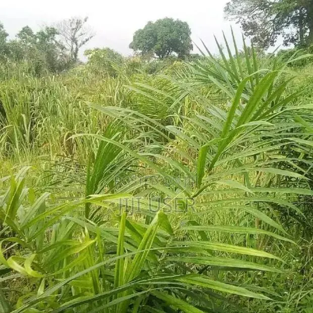 Farm Land for Long Lease · Photo 2