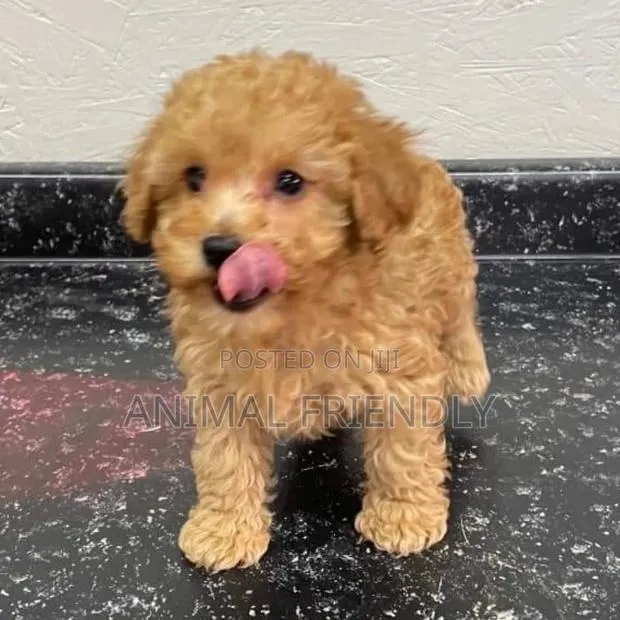1-3 months Male Purebred Poodle · Photo 1