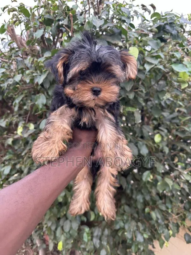 1-3 months Male Purebred Yorkshire Terrier · Photo 1
