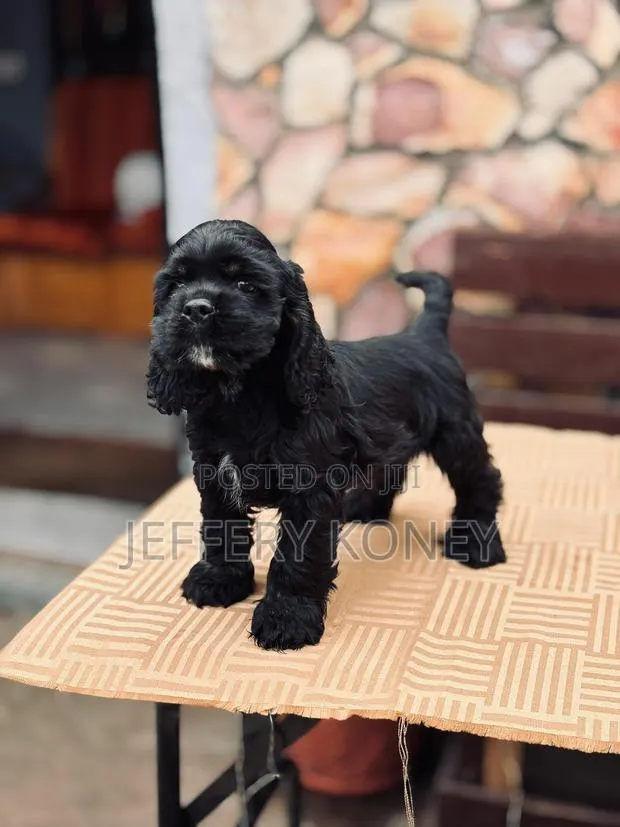 3-6 months Male Purebred Cocker Spaniel · Photo 1
