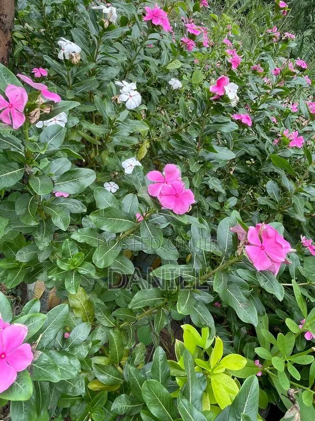 Colourful Plant · Photo 1