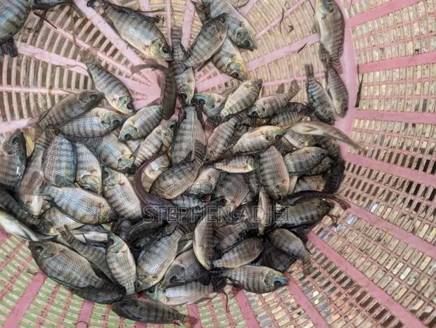 Healthy Catfish and Tilapia Fingerlings Available · Photo 1