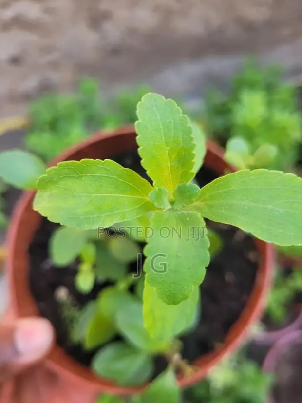 Stevia Plant · Photo 1