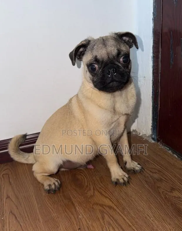 6-12 months Male Purebred Pug · Photo 1