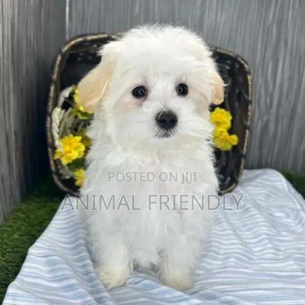 1-3 months Female Purebred Maltese · Photo 1