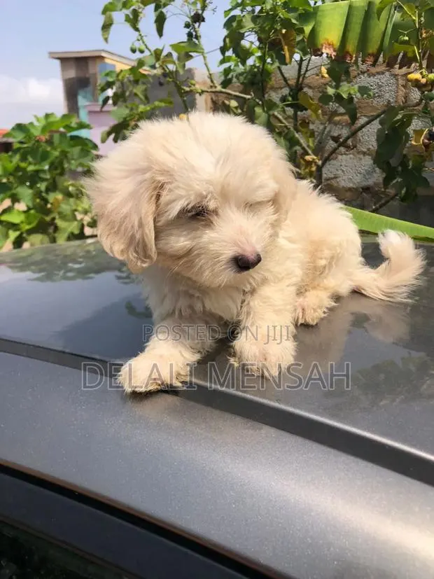 1-3 months Male Purebred Maltese · Photo 1