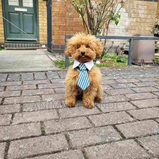 1-3 months Male Purebred Poodle · Photo 1