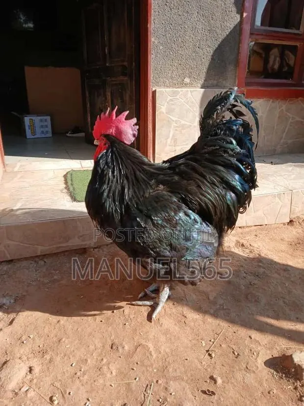 Brahma and Jessery Giants · Photo 1