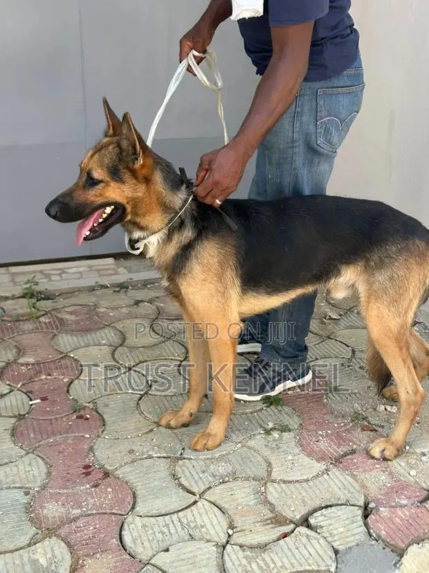 6-12 months Male Purebred German Shepherd · Photo 1