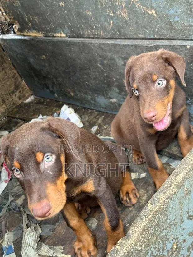 1-3 months Female Purebred Doberman Pinscher · Photo 1