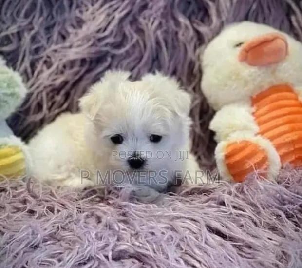 1-3 months Male Purebred Maltese · Photo 1