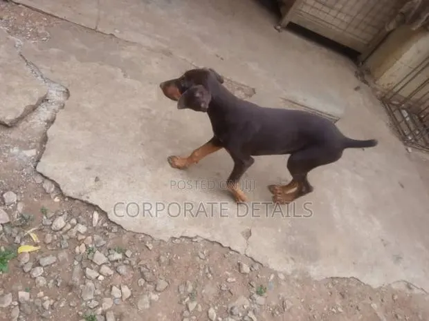 1-3 months Male Purebred Doberman Pinscher · Photo 1