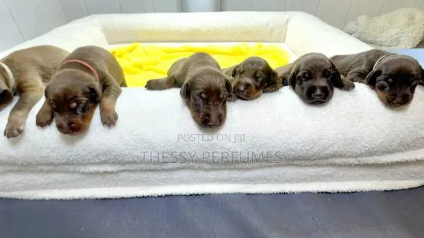 0-1 month Female Purebred Doberman Pinscher · Photo 1