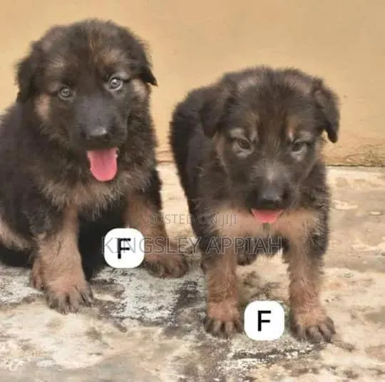 1-3 months Male Purebred German Shepherd · Photo 1