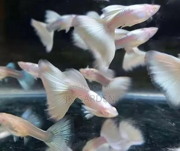 Beautiful Guppy Fish (White Dress) · Photo 1