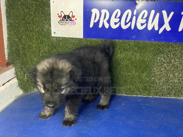0-1 month Female Purebred Caucasian Shepherd · Photo 1