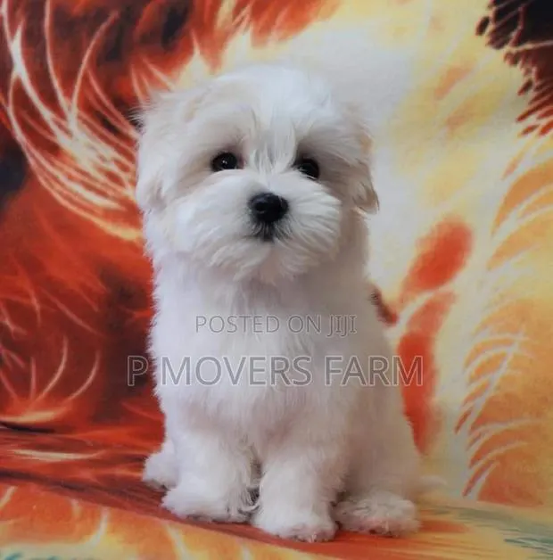 1-3 months Male Purebred Maltese · Photo 1