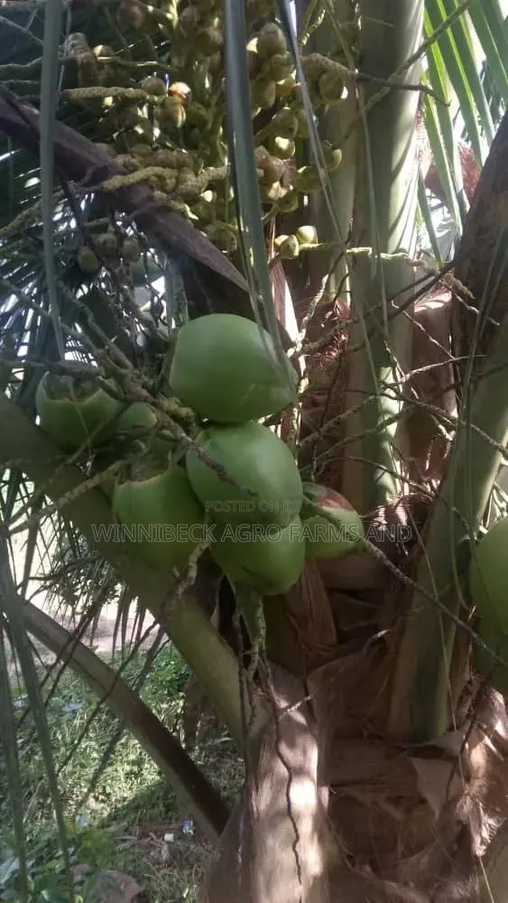 Dwarf and Hybrid Coconut Seedlings · Photo 1