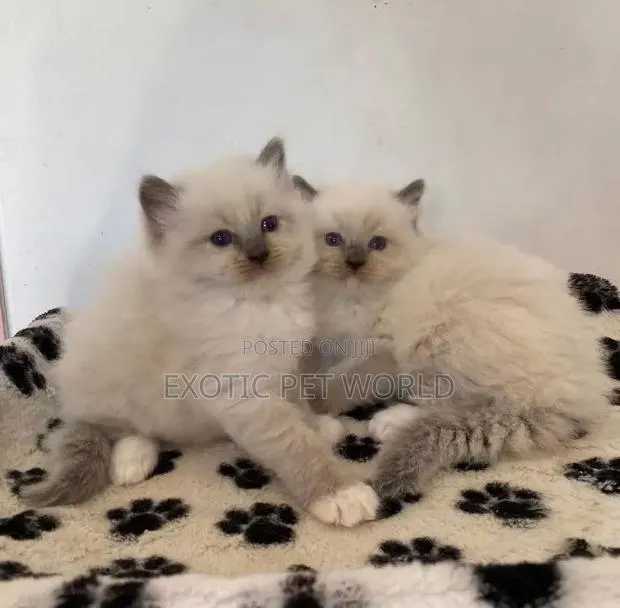0-1 month Female Purebred Ragdoll · Photo 1