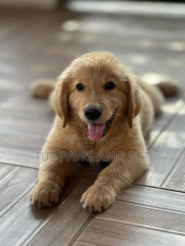 1-3 months Female Purebred Golden Retriever · Photo 1