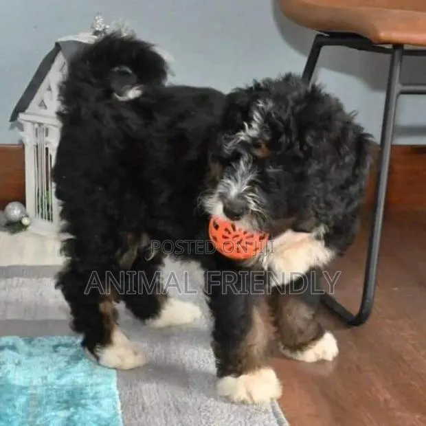 1-3 months Male Purebred Poodle · Photo 1