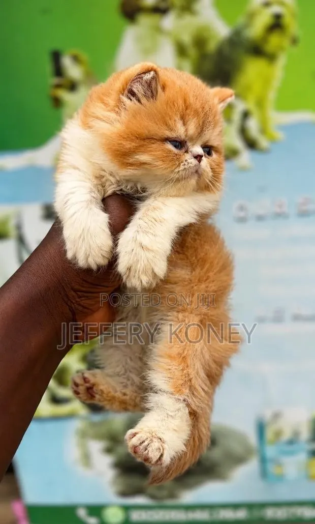 1-3 months Female Purebred Persian · Photo 1