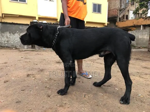 6-12 months Male Purebred Cane Corso · Photo 1