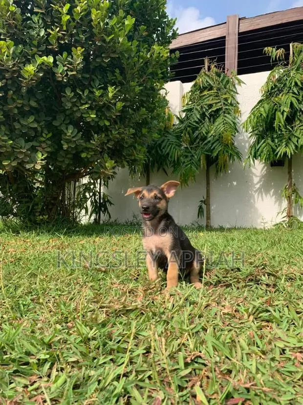 1-3 months Male Purebred German Shepherd · Photo 1
