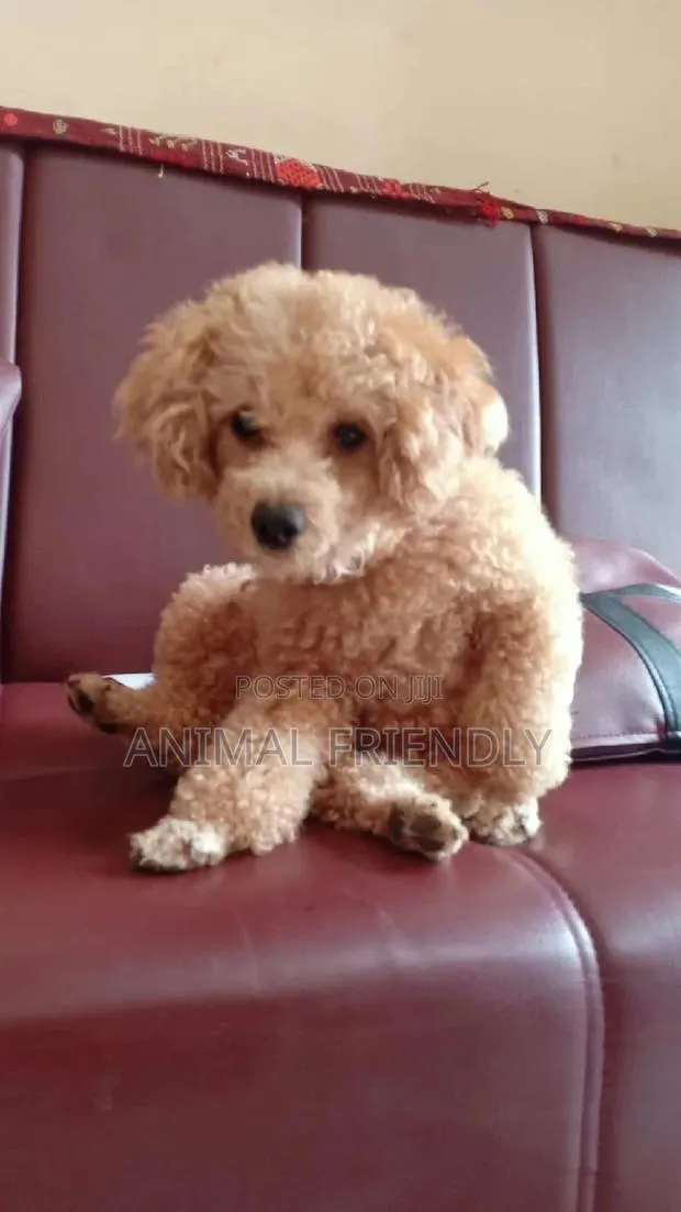 1-3 months Male Purebred Poodle · Photo 1