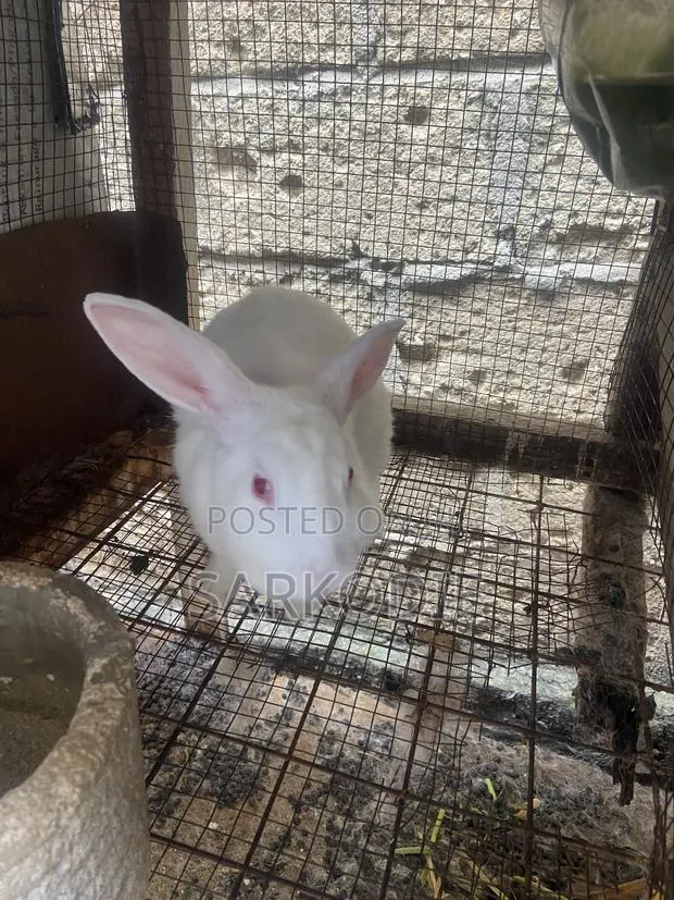 Home of Rabbit · Photo 2