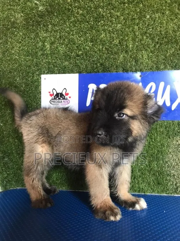1-3 months Male Purebred Caucasian Shepherd · Photo 1