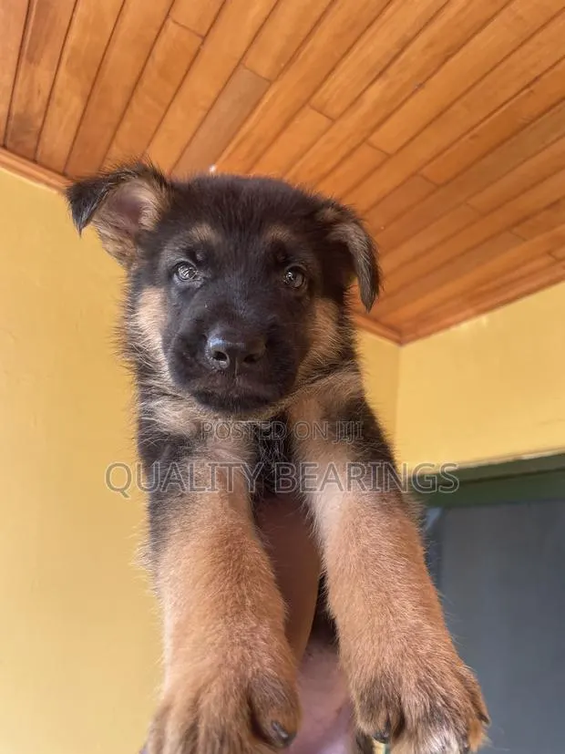 1-3 months Male Purebred German Shepherd · Photo 1