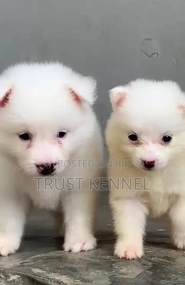 1-3 months Male Purebred American Eskimo · Photo 1