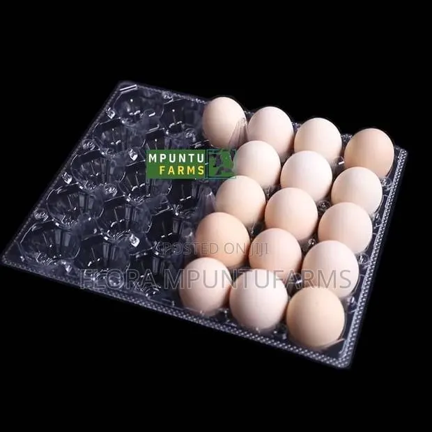 Transparent Egg Crates · Photo 1