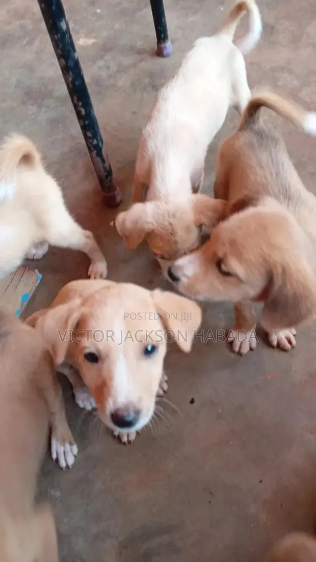 1-3 months Male Mixed Breed Labrador Retriever · Photo 1