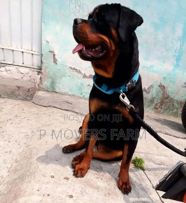 1-3 months Male Purebred Rottweiler · Photo 1