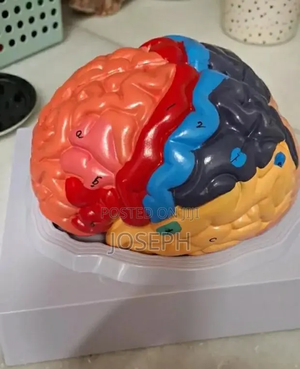 Full Brain Anatomy · Photo 1
